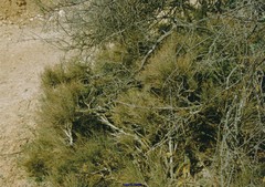 Ephedra distachya