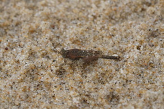 Paratettix cucullatus