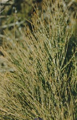 Ephedra distachya