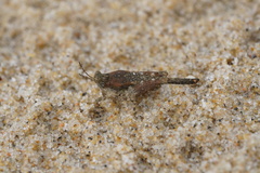 Paratettix cucullatus