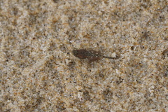 Paratettix cucullatus