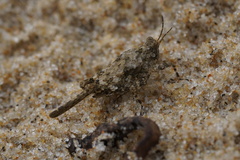 Paratettix cucullatus