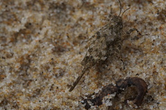 Paratettix cucullatus