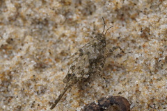 Paratettix cucullatus