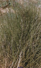 Ephedra distachya