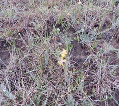 Lasiosiphon anthylloides