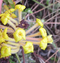 Lasiosiphon anthylloides