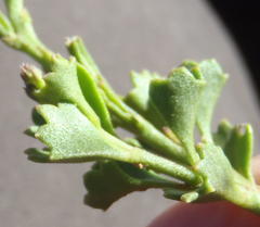 Chascanum cuneifolium