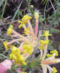 Lasiosiphon anthylloides