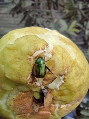 Scarabaeidae