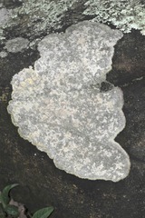 Megalosporaceae