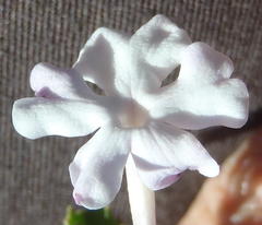 Chascanum cuneifolium