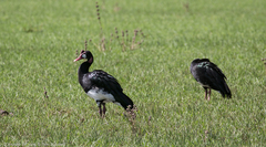 Plectropterus gambensis