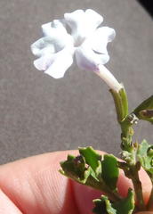 Chascanum cuneifolium