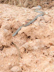 Psammophis mossambicus