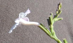 Chascanum cuneifolium