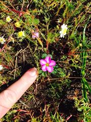 Oxalis eckloniana-nidulans