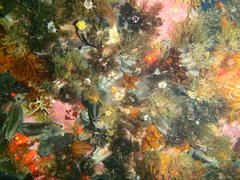 Pentacta doliolum