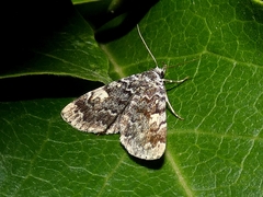 Idia calvaria