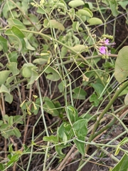 Commicarpus tuberosus