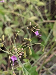 Commicarpus tuberosus