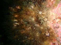 Pentacta doliolum