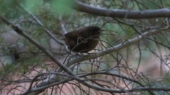 Troglodytes pacificus