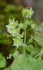Crassula nemorosa