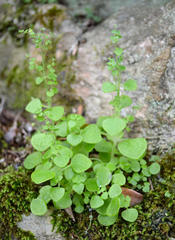 Crassula nemorosa