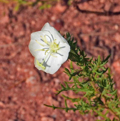 Oenothera coronopifolia Torr. & A.Gray