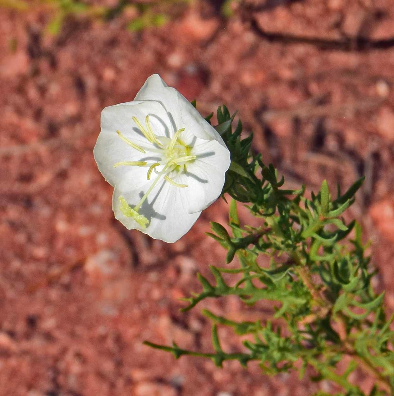 Oenothera coronopifolia