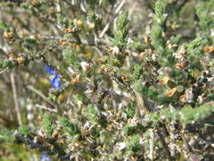 Aspalathus hispida hispida