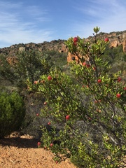 Phylica oleifolia