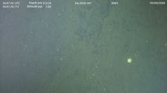 Ceramaster patagonicus