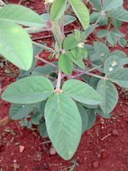 Crotalaria agatiflora