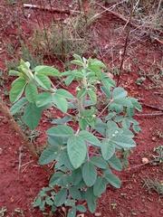 Crotalaria agatiflora