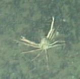 Chorilia longipes