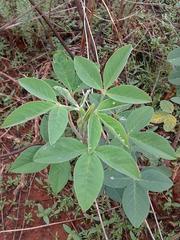 Crotalaria agatiflora