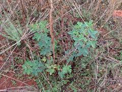 Crotalaria agatiflora