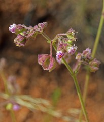 Mirabilis hirsuta