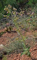 Mirabilis hirsuta