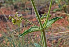 Mirabilis hirsuta