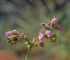 Mirabilis hirsuta