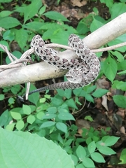 Crotalus stejnegeri
