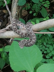 Crotalus stejnegeri