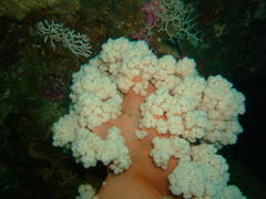 Pseudonephthea liltvedi