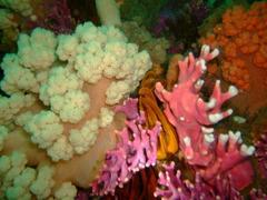 Pseudonephthea liltvedi