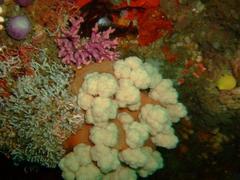 Pseudonephthea liltvedi