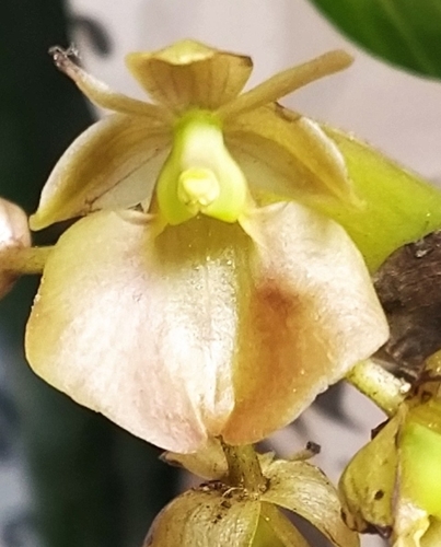 Epidendrum cupreum F.Lehm. & Kraenzl.