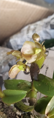 Epidendrum cupreum F.Lehm. & Kraenzl. 3